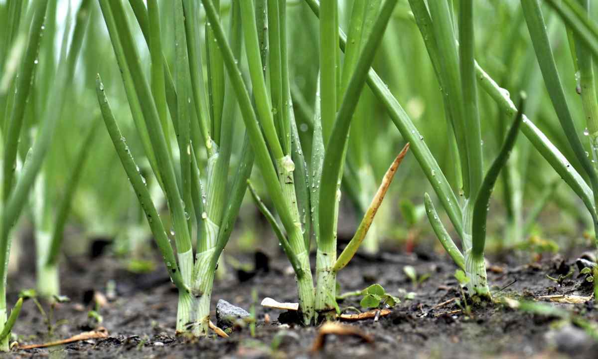 Why the onions feather turns yellow