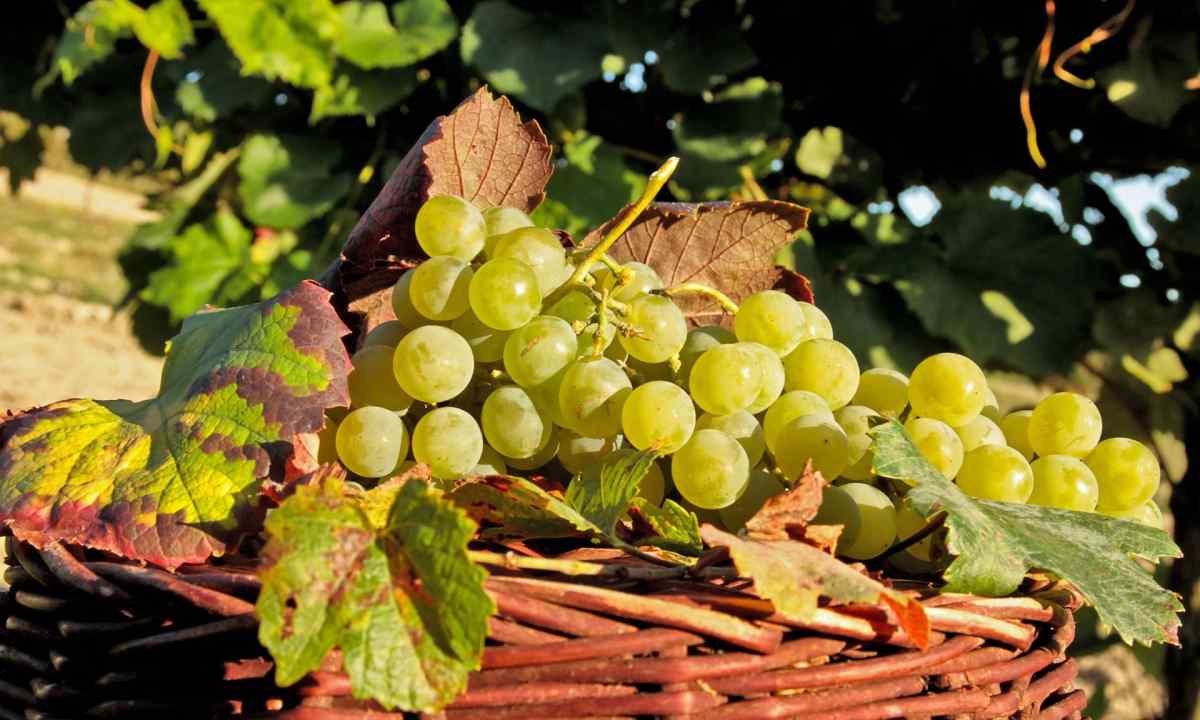 How to do stamping of grapes in the summer and in early autumn