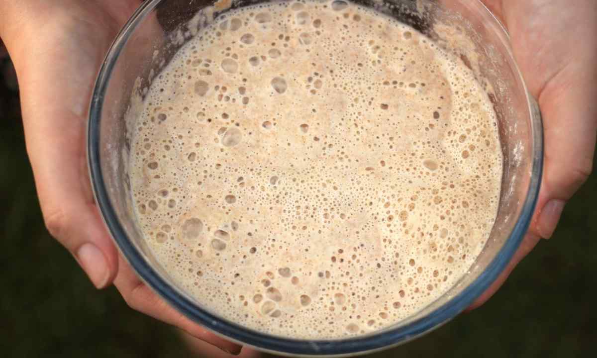 How to feed up strawberry yeast