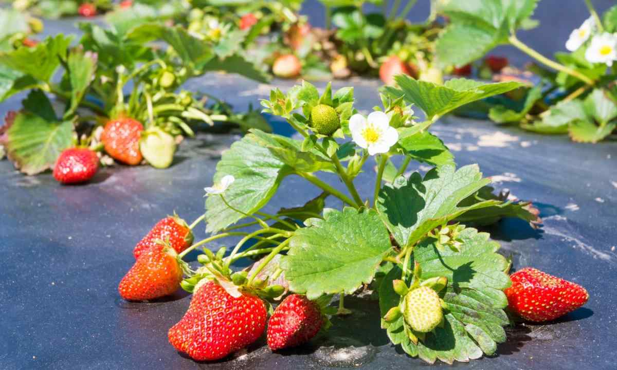 Than to feed up strawberry in the spring before blossoming