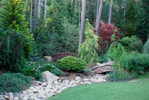 How to choose coniferous trees for garden