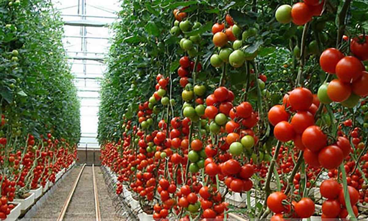 How effectively and economically to feed up tomatoes