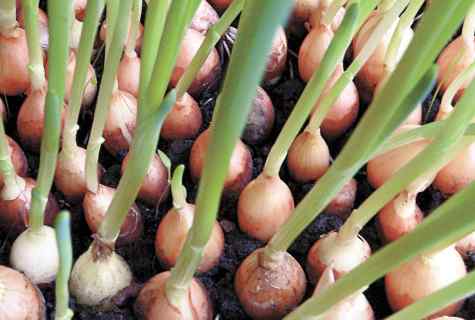 How to grow up onions on feather