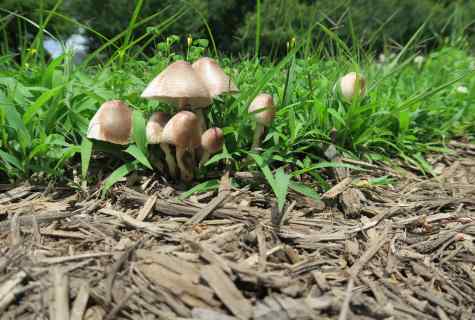 How to grow up champignons at the dacha