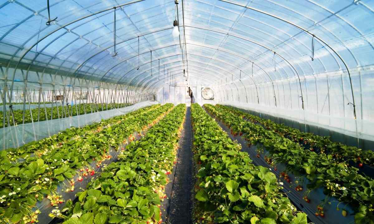 Elsanta strawberry: description of grade and agricultural technician of cultivation