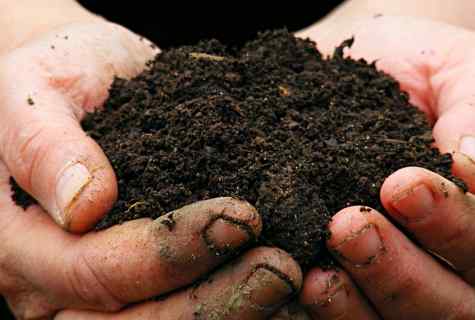 How to bring manure in the soil