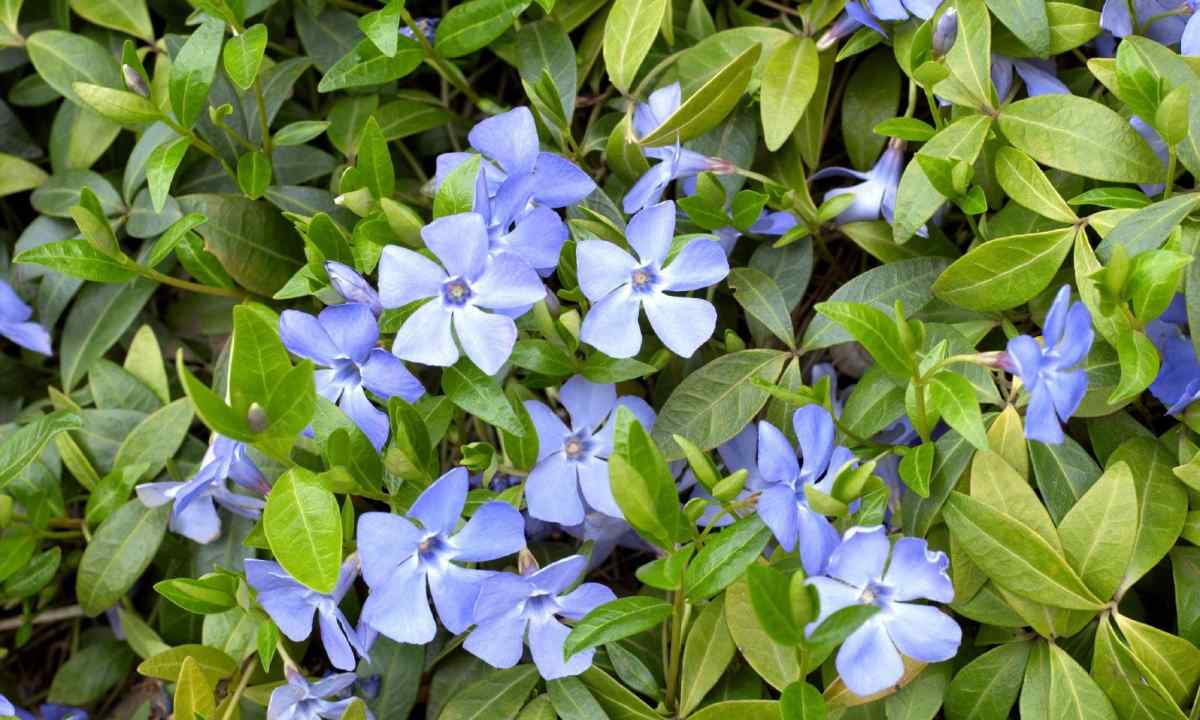 Color carpet in garden from periwinkle