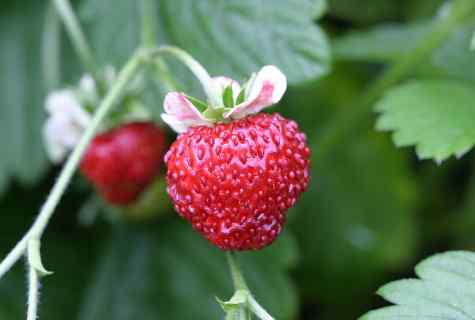 Secrets of cultivation of wild strawberry from seeds