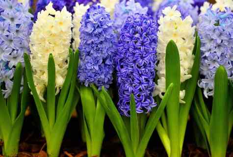 Hyacinths: cultivation and leaving