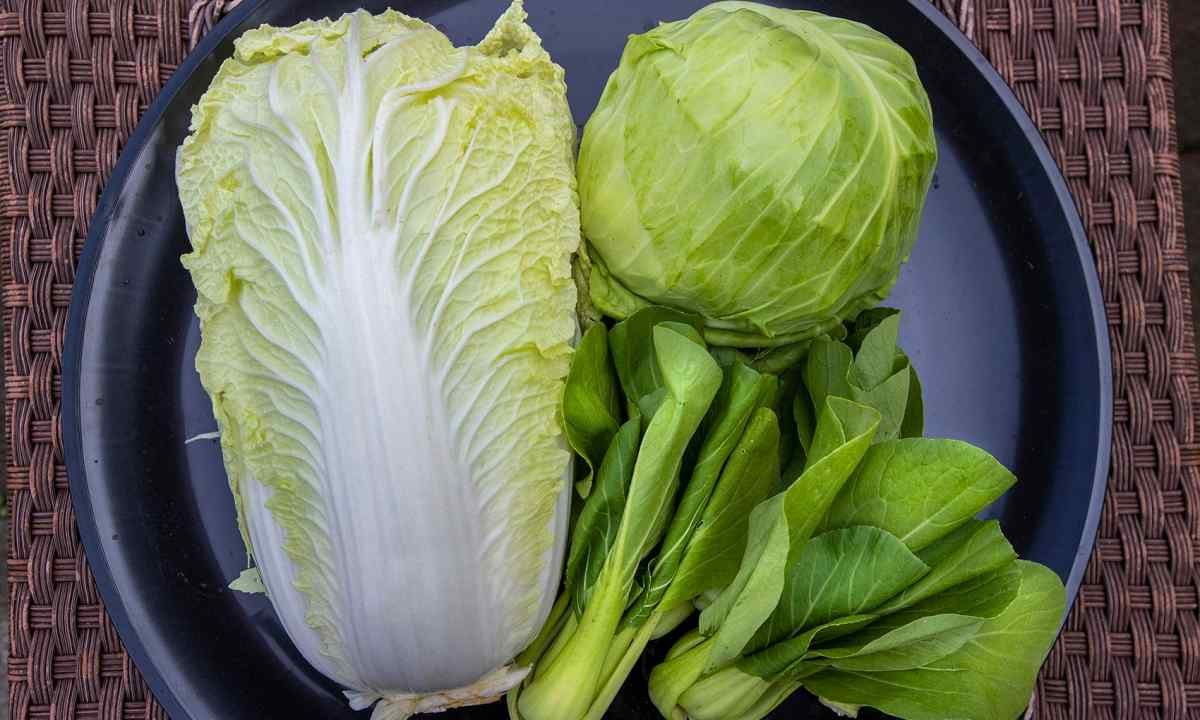 How to grow up Chinese cabbage