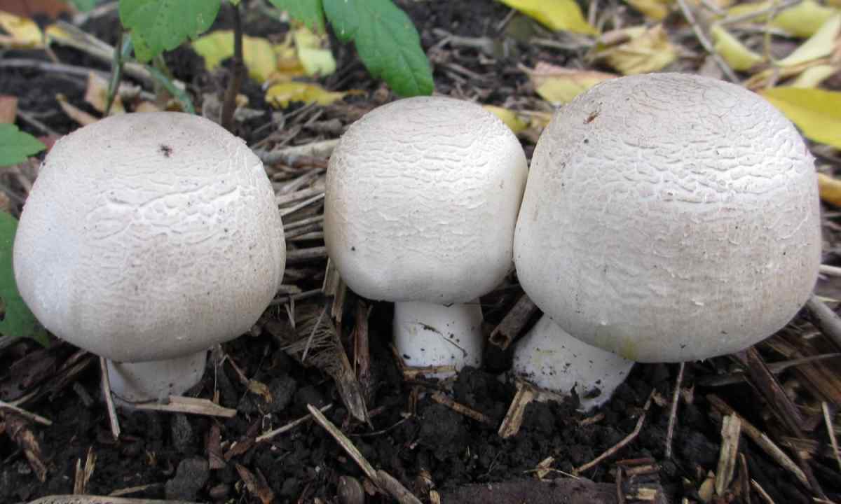 How to grow up mushrooms at the dacha
