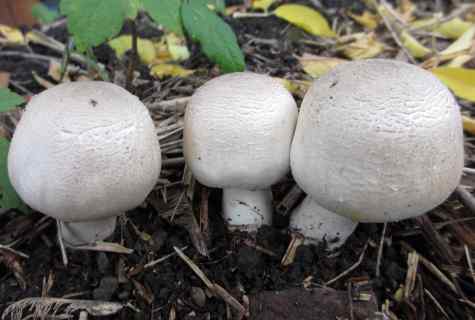 How to grow up mushrooms at the dacha