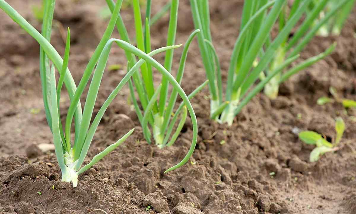 On what depth to plant onion sets in the spring