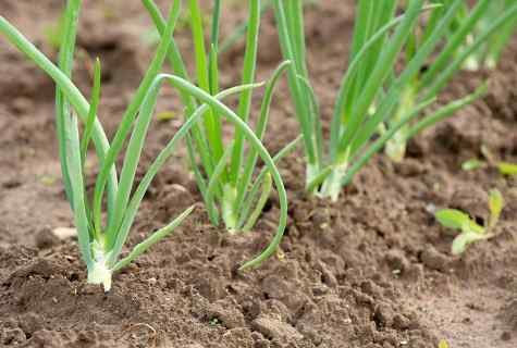 On what depth to plant onion sets in the spring