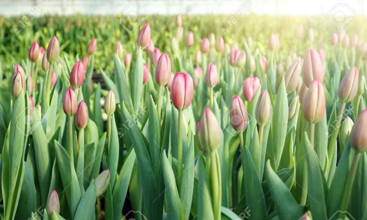 How to grow up tulips in the greenhouse