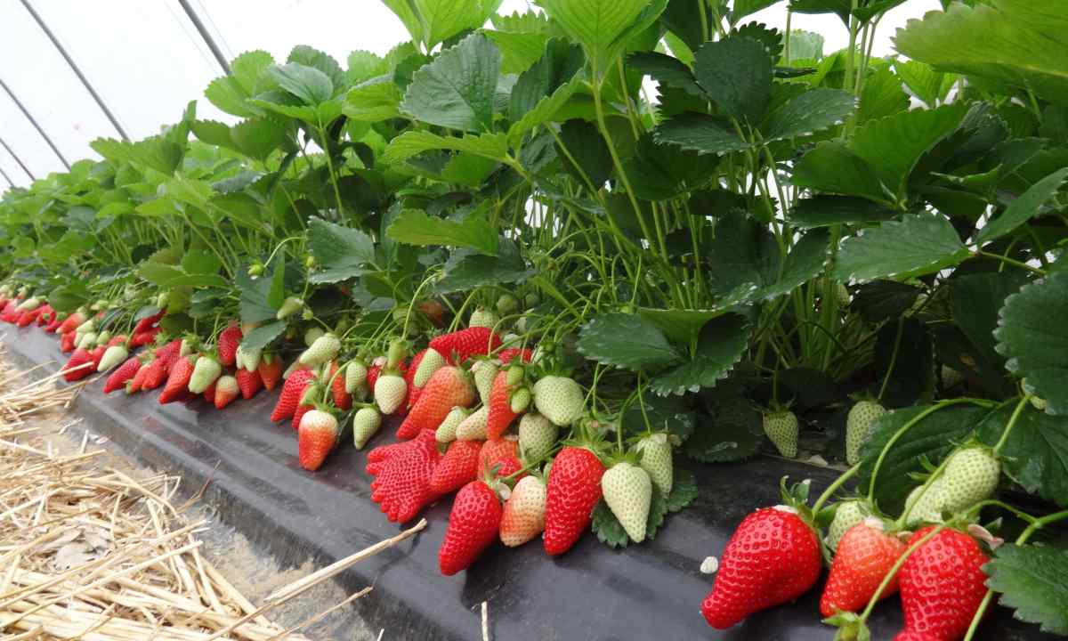 How to feed up strawberry in the spring