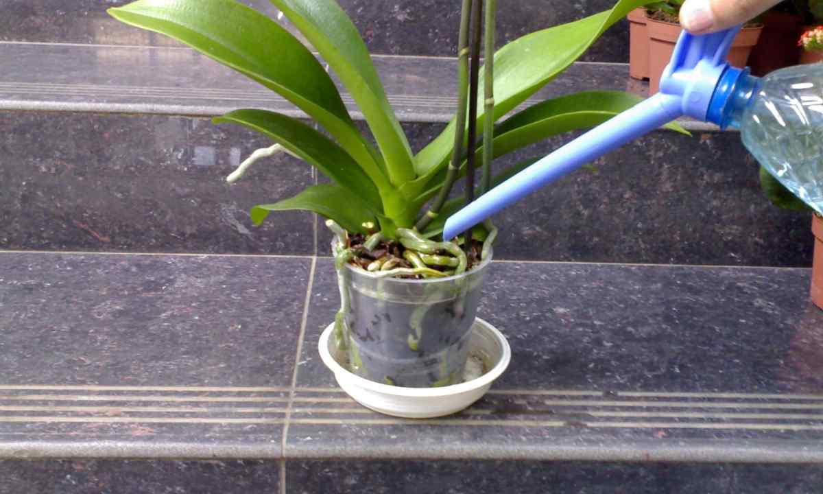 Orchid phalaenopsis: leaving, watering, fertilizer