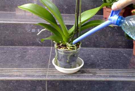 Orchid phalaenopsis: leaving, watering, fertilizer