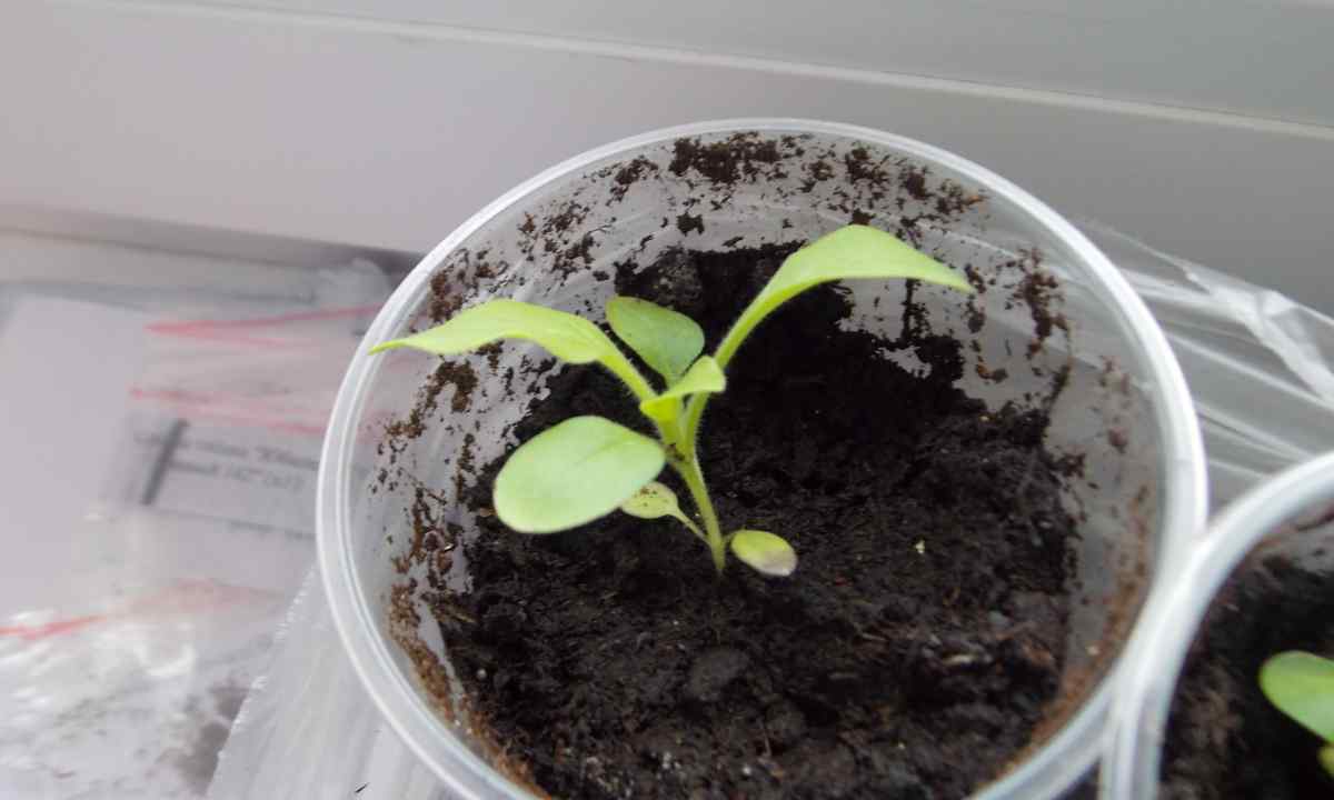 Why petunia seedling after shoots perishes
