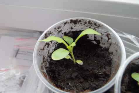 Why petunia seedling after shoots perishes