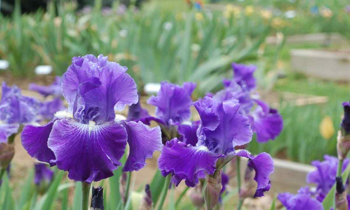 How to grow up irises in the open ground