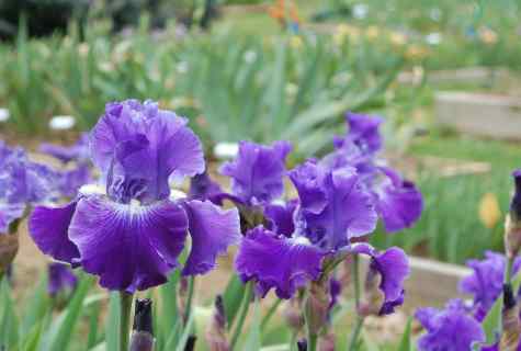 How to grow up irises in the open ground