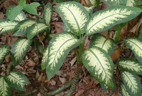 Dieffenbachia: cultivation and leaving
