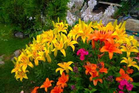 How to grow up lilies