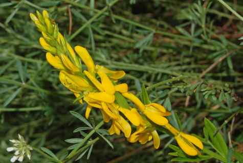 Tinctorial genista: cultivation, leaving, useful and medicinal properties
