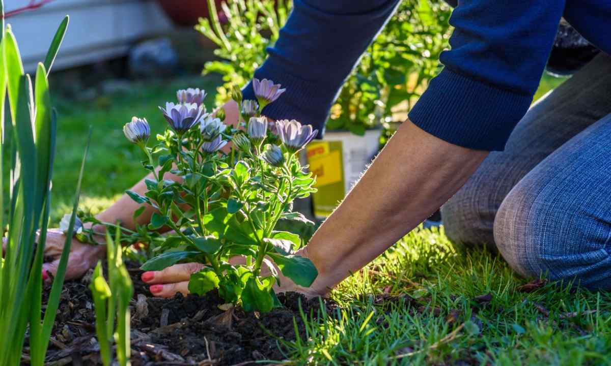 Care for strawberry: advice to gardeners-gardeners