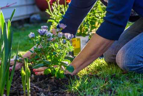Care for strawberry: advice to gardeners-gardeners