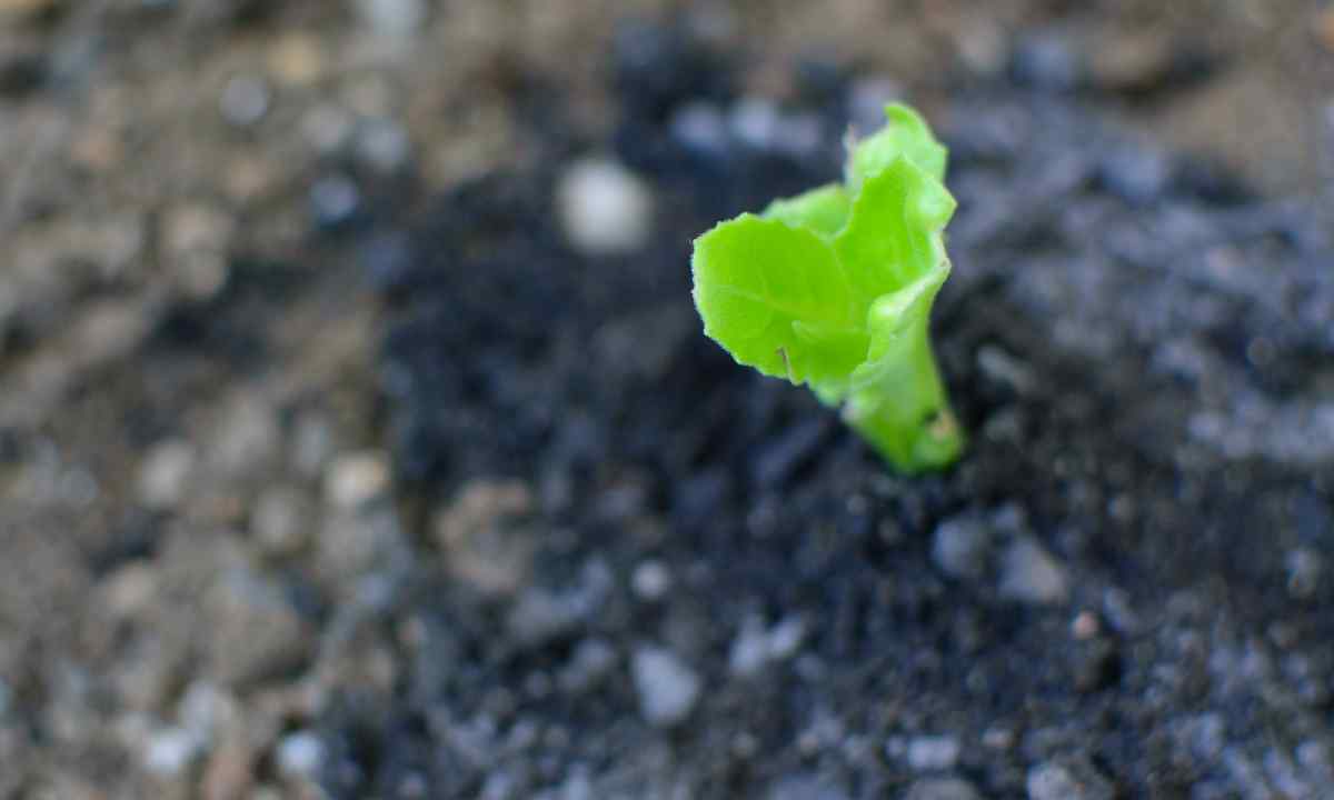 How to grow up strawberry seedling from seeds