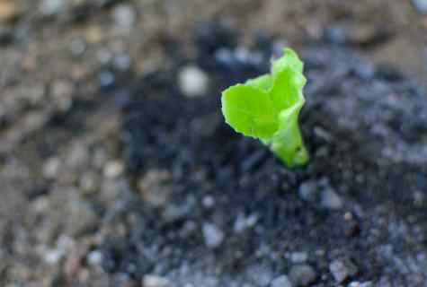 How to grow up strawberry seedling from seeds