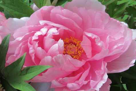 Treelike peony: features of care for the emperor's flower