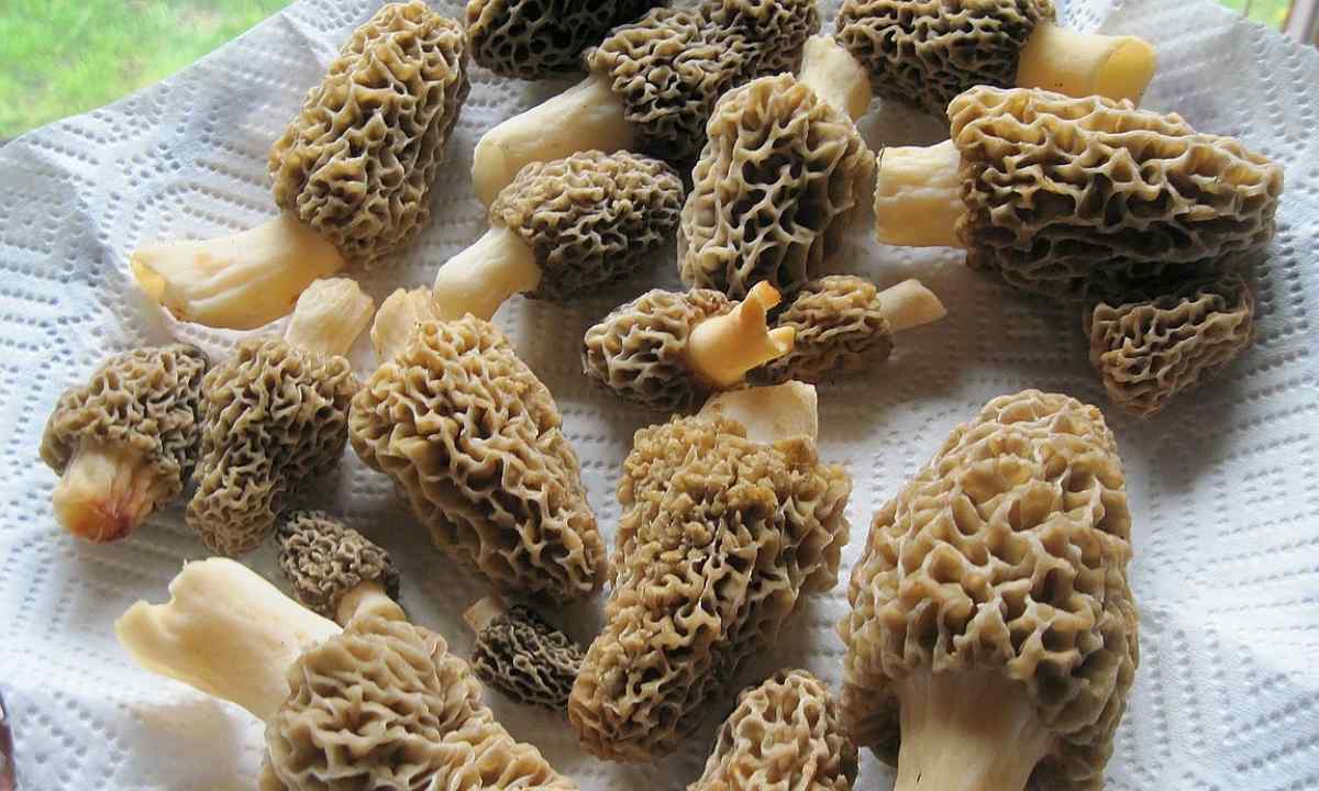 How to seed mushrooms