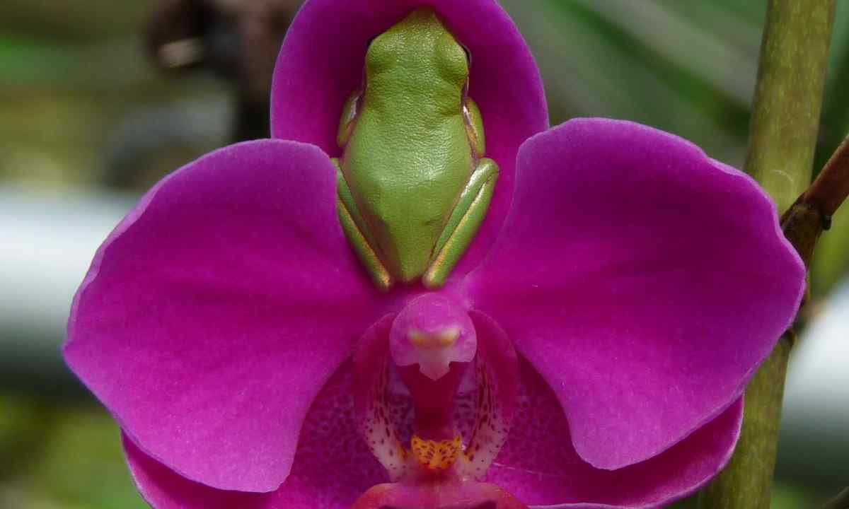 How to define type of orchid