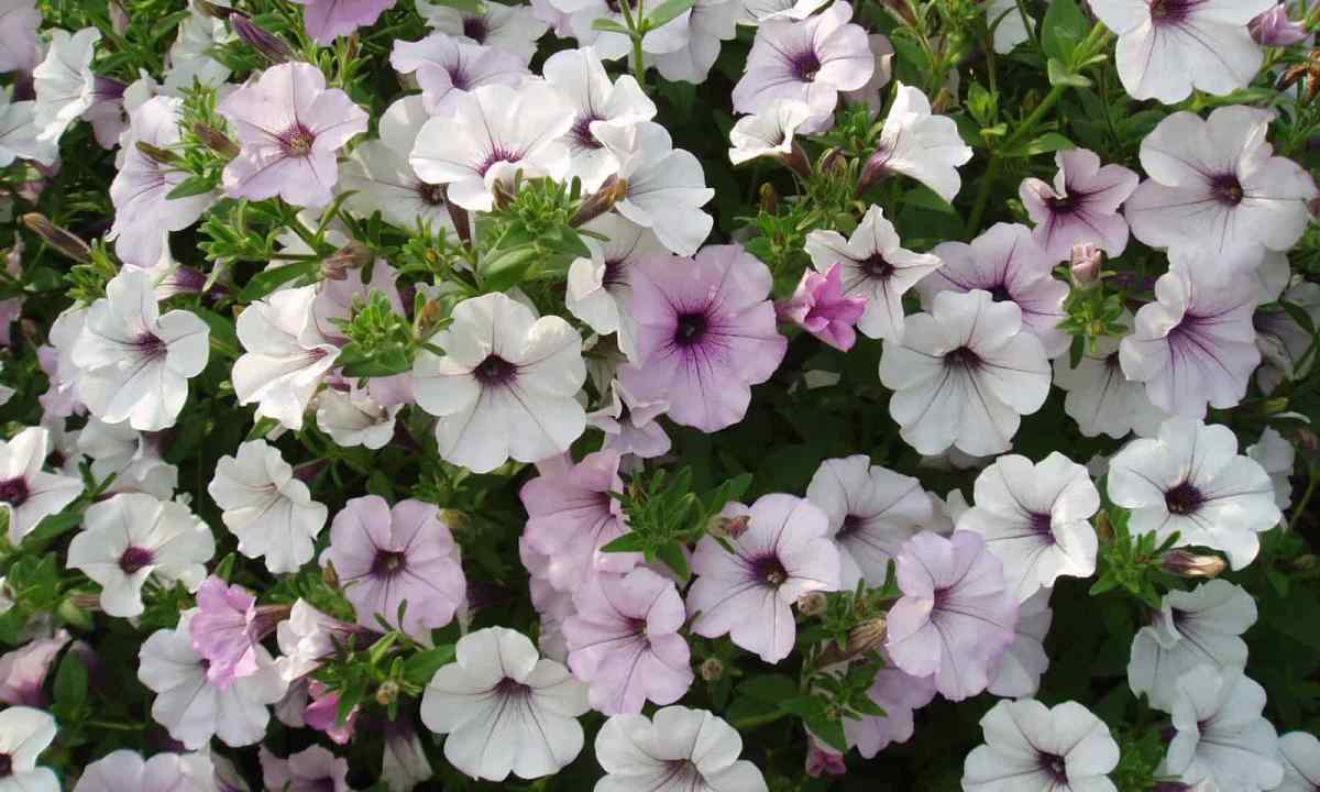 Why the petunia after shoots falls