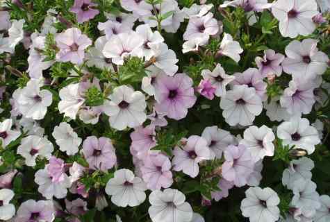 Why the petunia after shoots falls