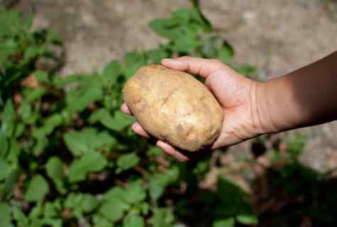 How to struggle with potatoes phytophthora
