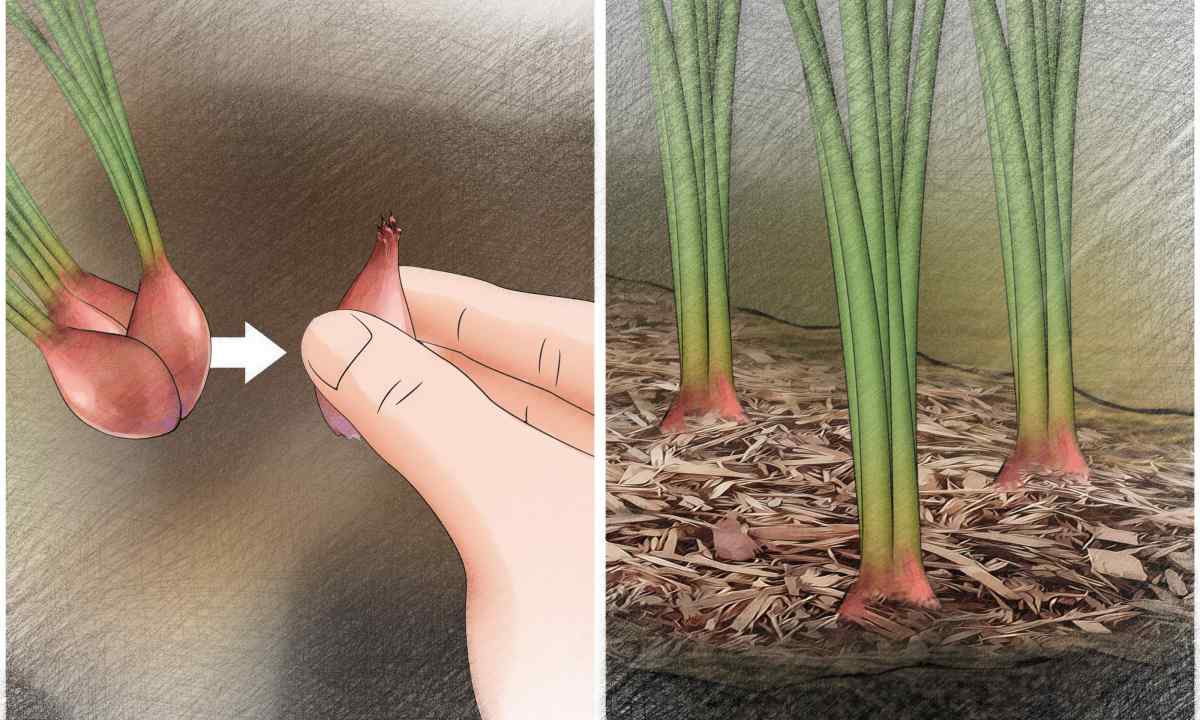How to plant onions-seyanku