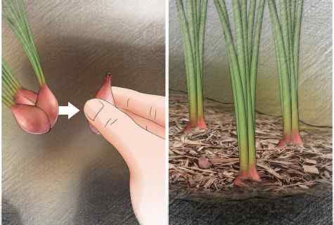 How to plant onions-seyanku