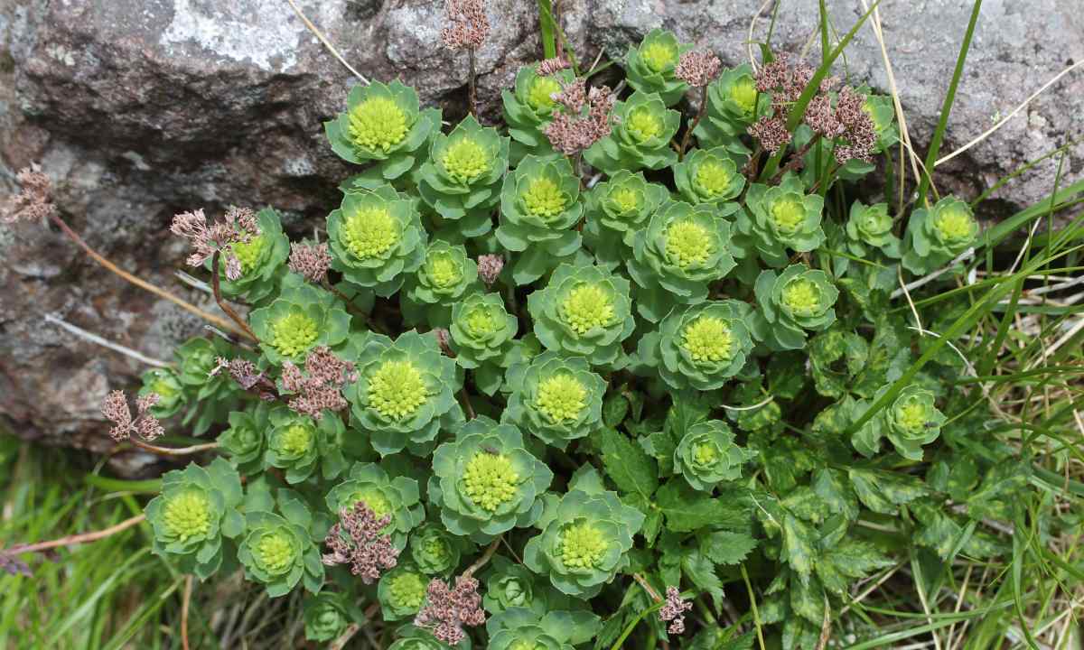 Pink rhodiola: the description, application, placement on the seasonal dacha