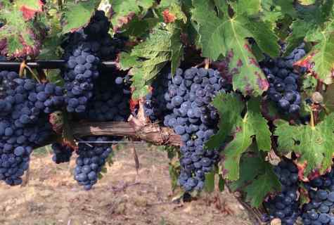 Original grapes: features of grade