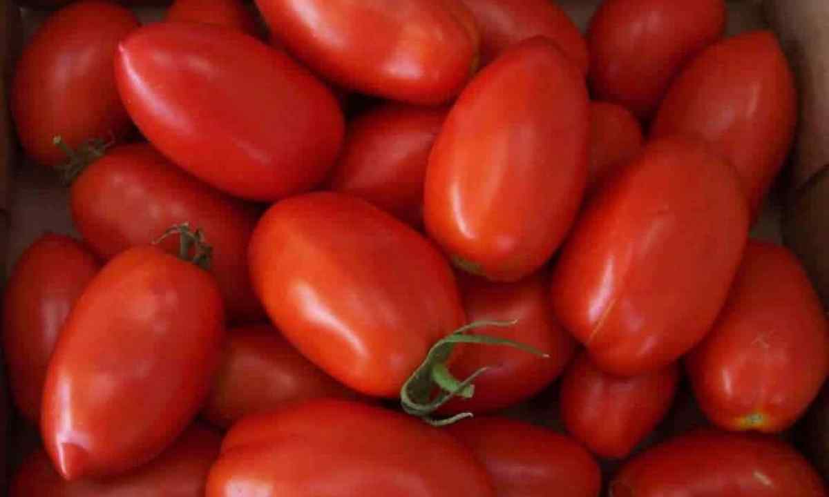 Tomatoes of Rio to Granda: characteristic and description of grade