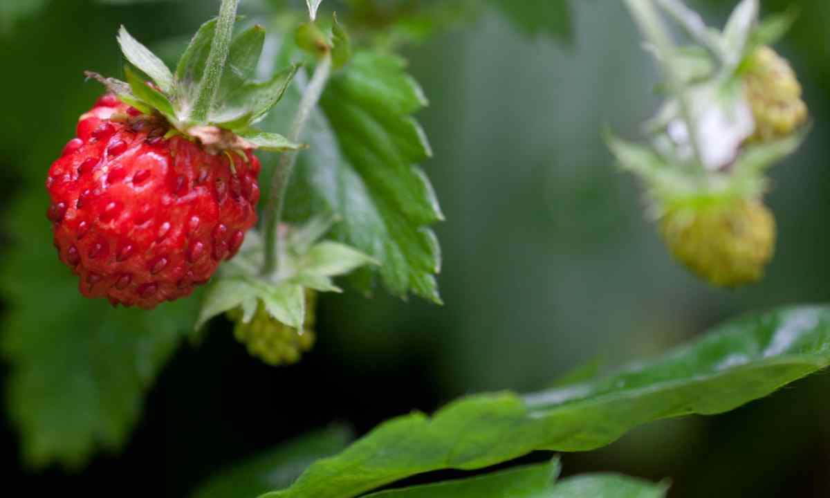 Whether it is necessary to water wild strawberry during blossoming