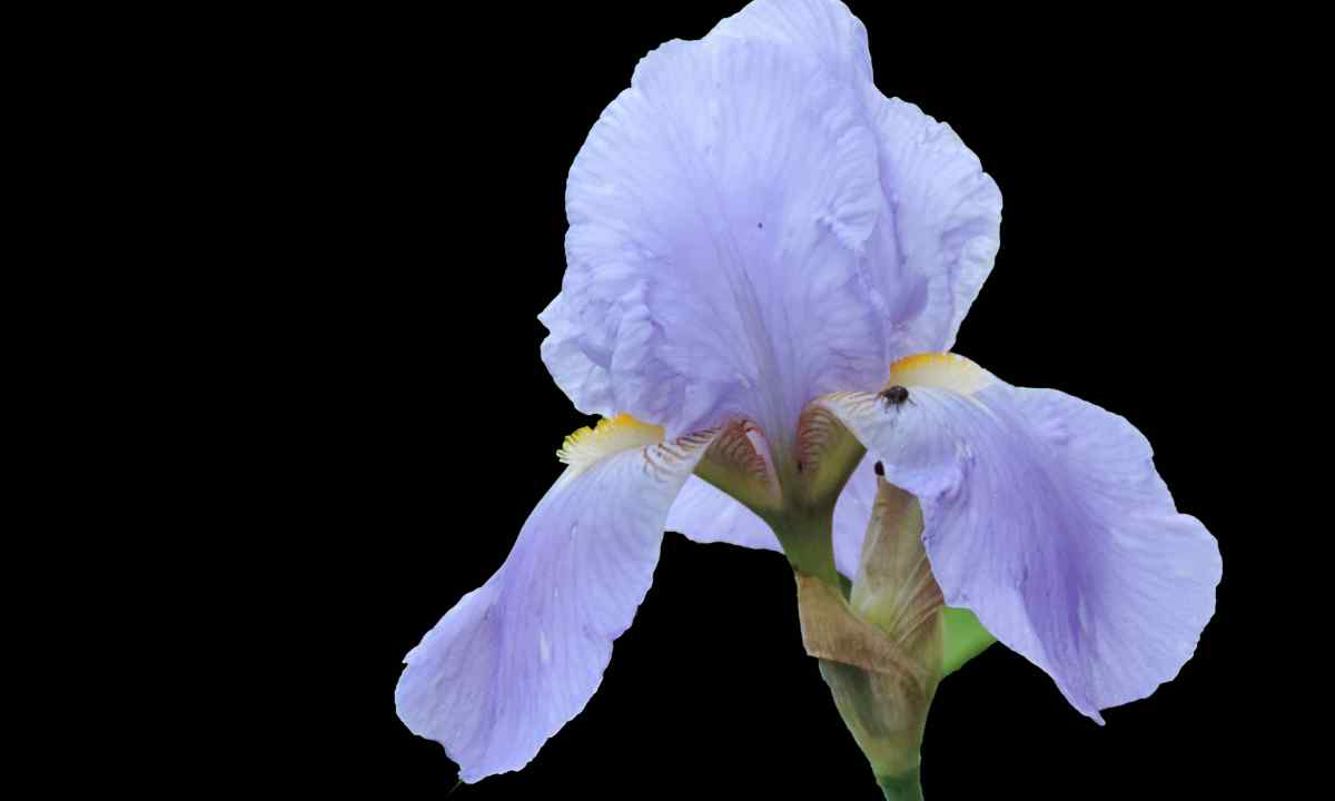 How to look after irises after blossoming