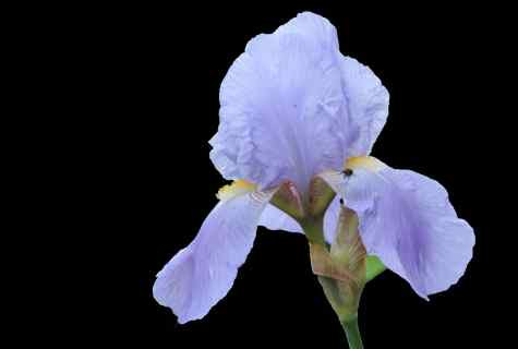 How to look after irises after blossoming