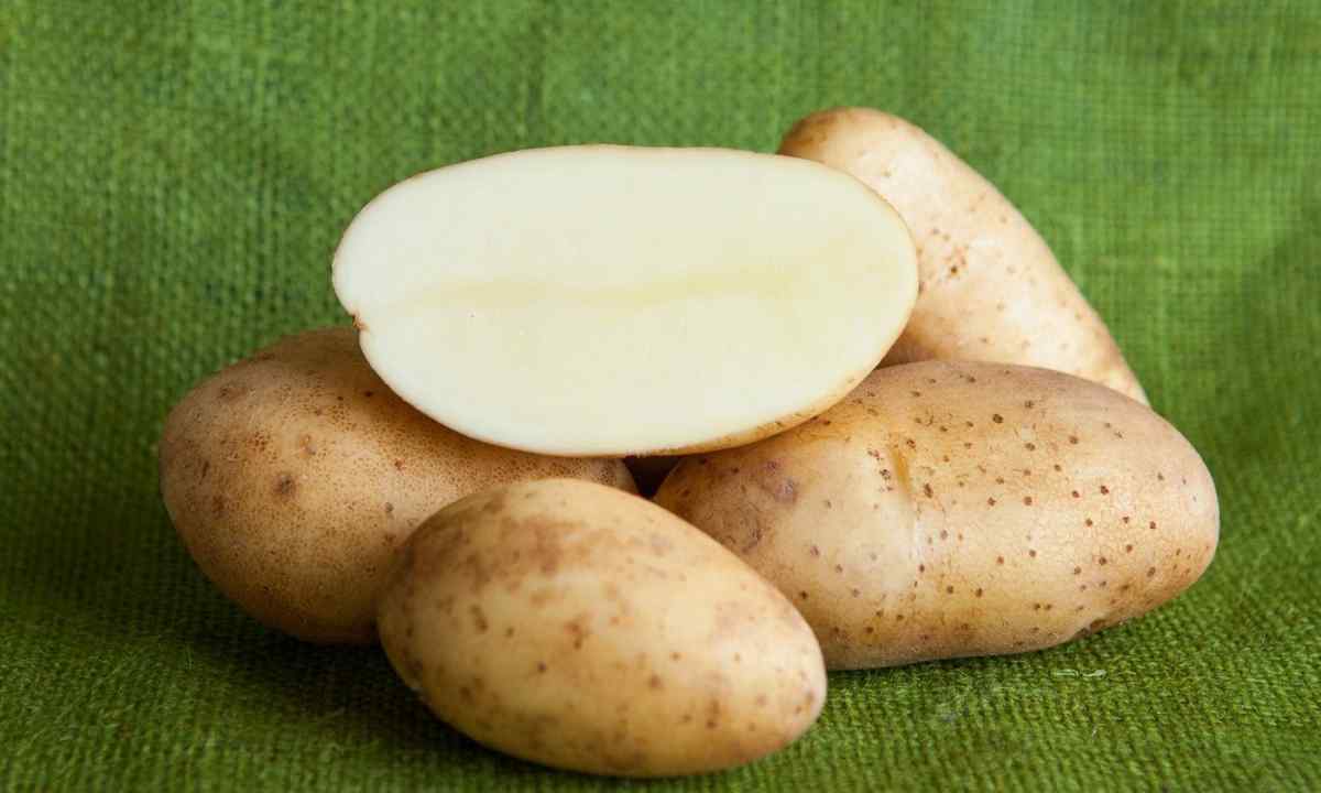 When it is necessary to plant potato