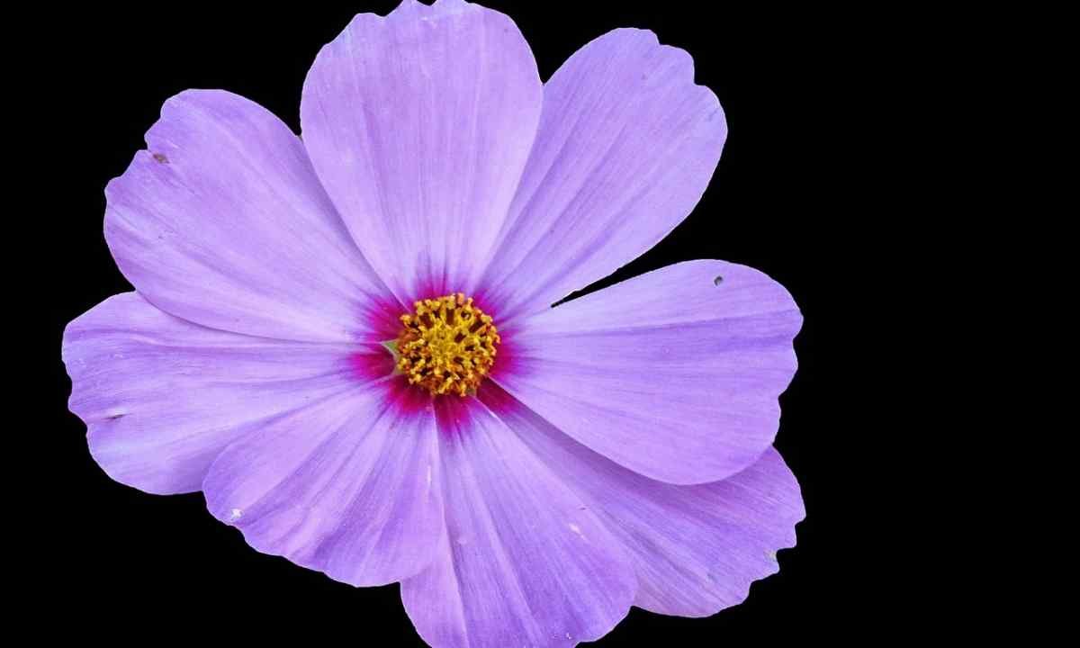 Why the violet does not blossom