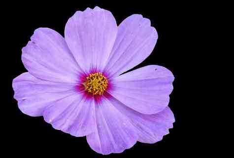 Why the violet does not blossom